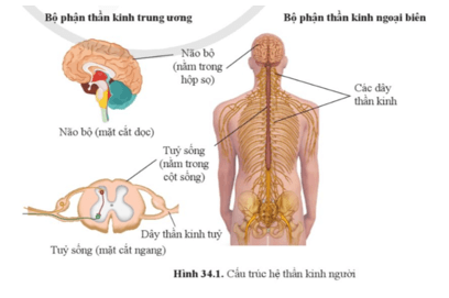 KHTN 8 (Cánh Diều) Bài 34: Hệ thần kinh và các giác quan ở người | Khoa học tự nhiên 8 (ảnh 1)