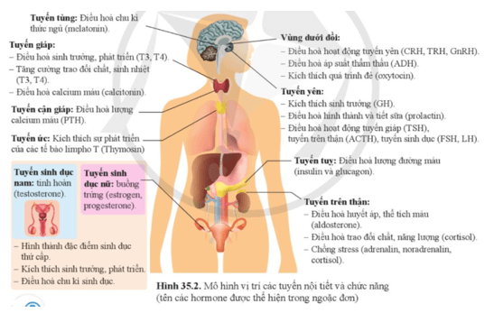 KHTN 8 (Cánh Diều) Bài 35: Hệ nội tiết ở người | Khoa học tự nhiên 8 (ảnh 2)