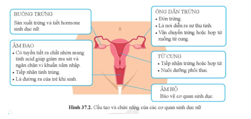 KHTN 8 (Cánh Diều) Bài 37: Sinh sản ở người | Khoa học tự nhiên 8 (ảnh 2)