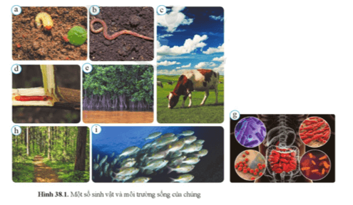 KHTN 8 (Cánh Diều) Bài 38: Môi trường và các nhân tố sinh thái | Khoa học tự nhiên 8 (ảnh 1)