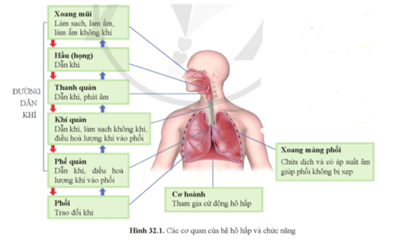 KHTN 8 (Cánh Diều) Bài 32: Hệ hô hấp ở người | Khoa học tự nhiên 8 (ảnh 1)