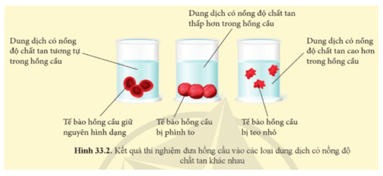 KHTN 8 (Cánh Diều) Bài 33: Môi trường trong cơ thể và hệ bài tiết ở người | Khoa học tự nhiên 8 (ảnh 3)