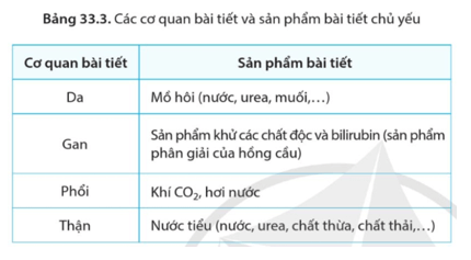 KHTN 8 (Cánh Diều) Bài 33: Môi trường trong cơ thể và hệ bài tiết ở người | Khoa học tự nhiên 8 (ảnh 5)