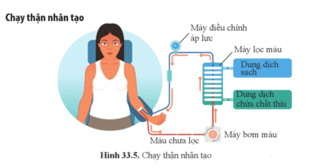 KHTN 8 (Cánh Diều) Bài 33: Môi trường trong cơ thể và hệ bài tiết ở người | Khoa học tự nhiên 8 (ảnh 8)