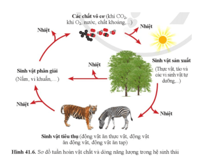KHTN 8 (Cánh Diều) Bài 41: Hệ sinh thái | Khoa học tự nhiên 8 (ảnh 7)