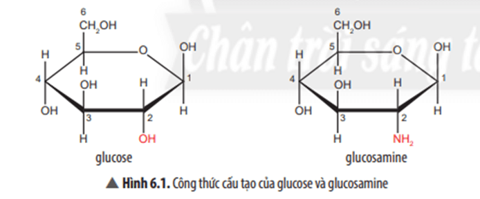 Chuyên đề Hóa học 11 (Chân trời sáng tạo) Bài 6: Điều chế glucosamine hydrochloride từ vỏ tôm (ảnh 3)