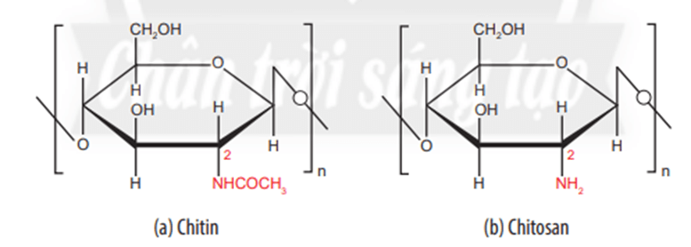 Chuyên đề Hóa học 11 (Chân trời sáng tạo) Bài 6: Điều chế glucosamine hydrochloride từ vỏ tôm (ảnh 4)