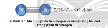 Hoá học 11 (Chân trời sáng tạo) Bài 3: Đơn chất nitrogen (ảnh 4)