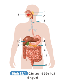 KHTN 8 (Kết nối tri thức) Bài 32: Dinh dưỡng và tiêu hóa ở người | Khoa học tự nhiên 8 (ảnh 1)