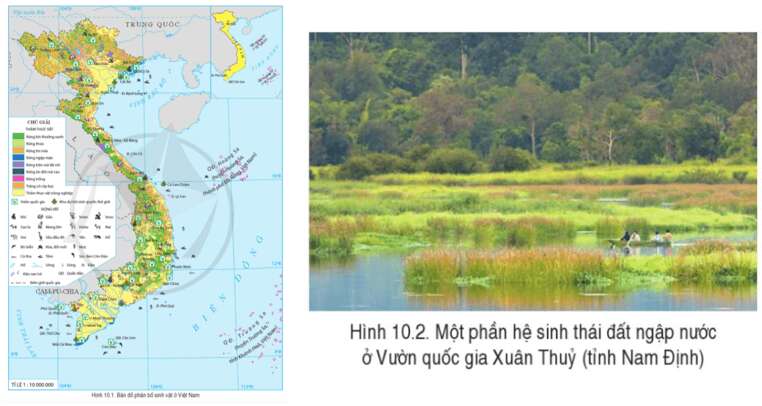 Địa lí 8 (Cánh diều) Bài 10: Đặc điểm chung của sinh vật và vấn để bảo tồn đa dạng sinh học ở Việt Nam (ảnh 1)