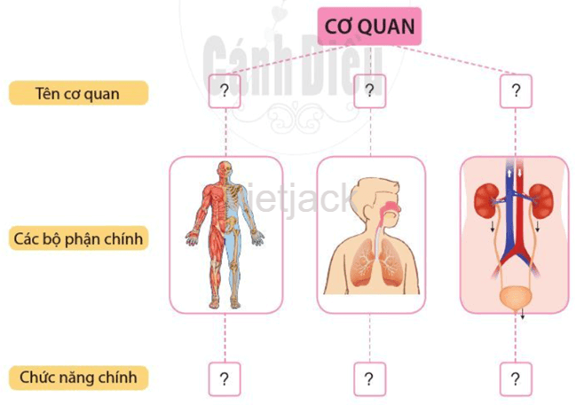 Ôn tập và đánh giá - Chủ đề Cơ quan vận động Tự nhiên và Xã hội lớp 2 (Cánh diều) (ảnh 1)