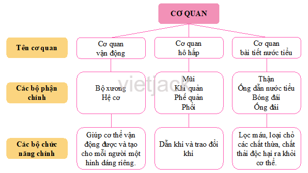 Ôn tập và đánh giá - Chủ đề Cơ quan vận động Tự nhiên và Xã hội lớp 2 (Cánh diều) (ảnh 2)