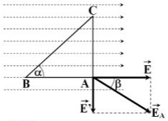  (ảnh 5)