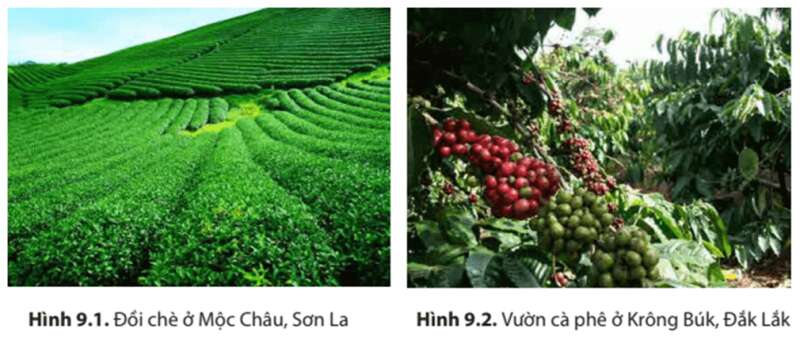 15 câu trắc nghiệm Địa lí 8 (Kết nối tri thức) Bài  (ảnh 3)