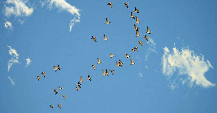 TOP 20 mẫu Thuyết minh giải thích hiện tượng tập tính di cư của loài chim HAY NHẤT (ảnh 1)