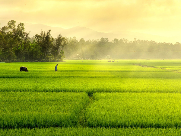 Top 2 mẫu Phân tích bài thơ Cánh đồng (hay nhất) (ảnh 2)