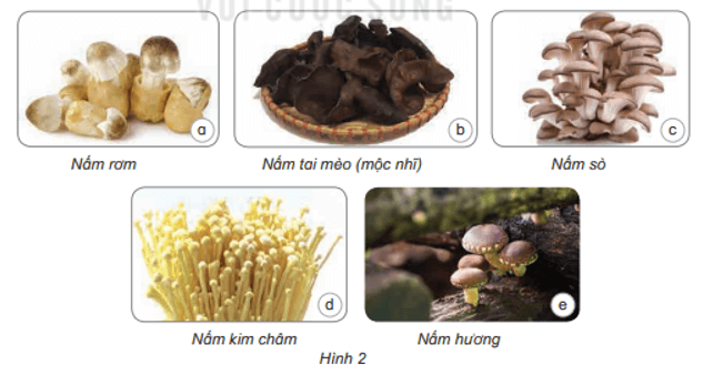 Bài 20: Nấm ăn và nấm trong chế biến thực phẩm Khoa học lớp 4 (Kết nối tri thức) (ảnh 6)