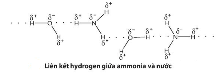 Hãy giải thích tại sao ammonia tan tốt trong nước (ảnh 1)