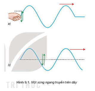 Vật lí 11 (Kết nối tri thức) Bài 9: Sóng ngang. Sóng dọc. Sự truyền năng lượng của sóng cơ (ảnh 6)