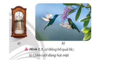 Vật lí 11 ( Chân trời sáng tạo ) Bài 1: Mô tả dao động (ảnh 1)