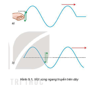 Vật lí 11 (Kết nối tri thức) Bài 9: Sóng ngang. Sóng dọc. Sự truyền năng lượng của sóng cơ (ảnh 5)