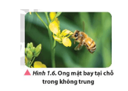 Vật lí 11 ( Chân trời sáng tạo ) Bài 1: Mô tả dao động (ảnh 7)