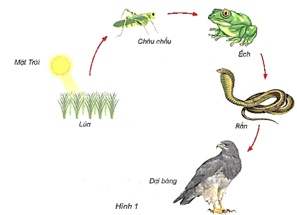 Bài 30: Vai trò của thực vật trong chuỗi thức ăn Khoa học lớp 4 (Kết nối tri thức)  (ảnh 1)
