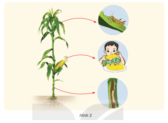 Bài 30: Vai trò của thực vật trong chuỗi thức ăn Khoa học lớp 4 (Kết nối tri thức)  (ảnh 2)
