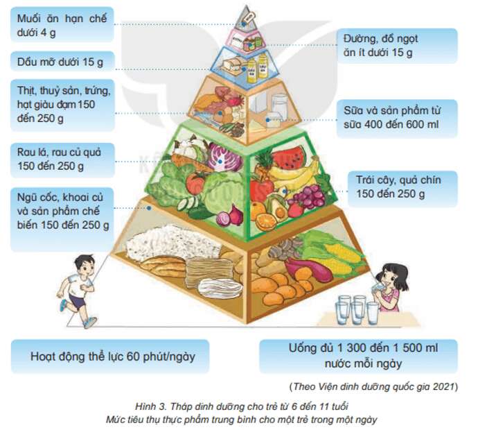 Bài 24: Chế độ ăn uống cân bằng Khoa học lớp 4 (Kết nối tri thức) (ảnh 2)