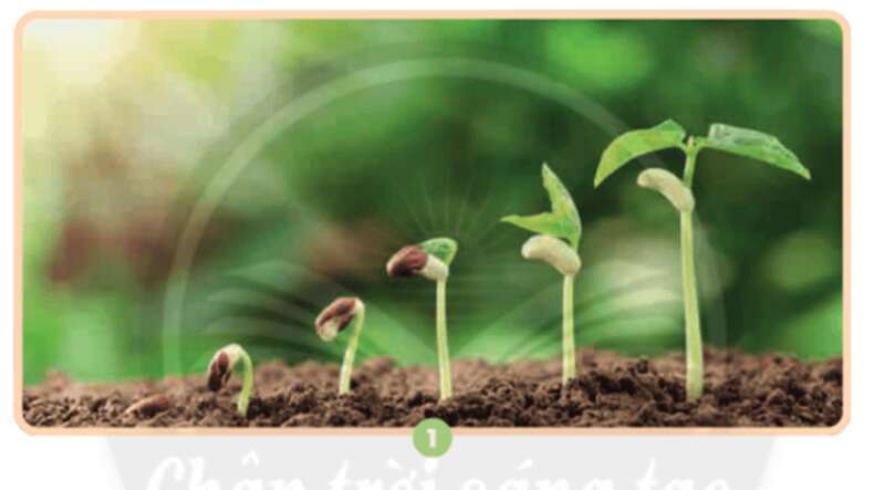 Bài 15: Thực vật cần gì để sống và phát triển Khoa học lớp 4 (Chân trời sáng tạo) (ảnh 1)