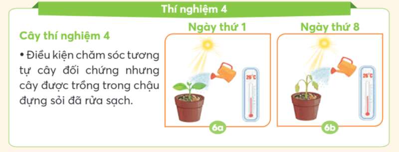 Bài 15: Thực vật cần gì để sống và phát triển Khoa học lớp 4 (Chân trời sáng tạo) (ảnh 10)