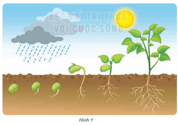 Bài 15: Thực vật cần gì để sống Khoa học lớp 4 (Kết nối tri thức) (ảnh 12)