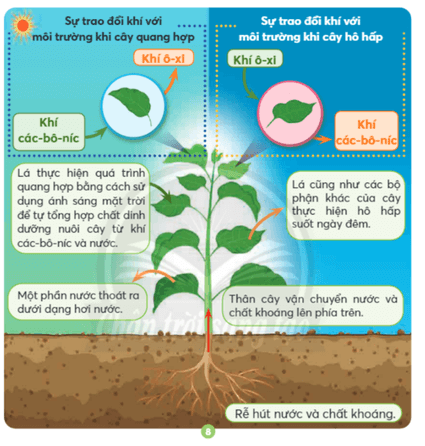 Bài 15: Thực vật cần gì để sống và phát triển Khoa học lớp 4 (Chân trời sáng tạo) (ảnh 7)