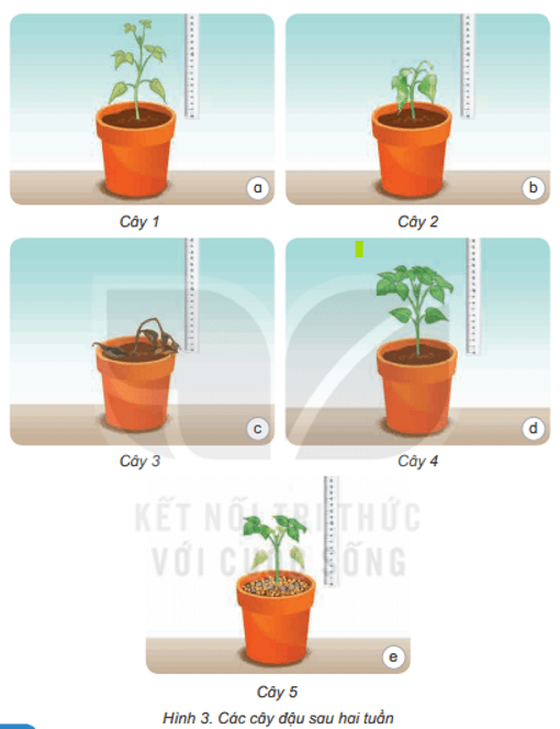 Bài 15: Thực vật cần gì để sống Khoa học lớp 4 (Kết nối tri thức) (ảnh 10)