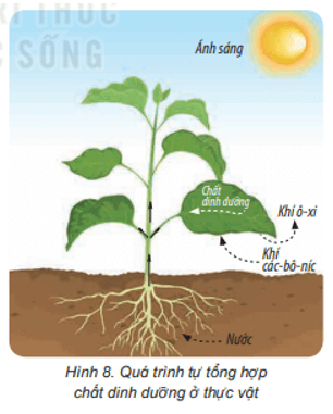 Bài 15: Thực vật cần gì để sống Khoa học lớp 4 (Kết nối tri thức) (ảnh 8)