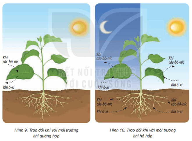 Bài 15: Thực vật cần gì để sống Khoa học lớp 4 (Kết nối tri thức) (ảnh 7)