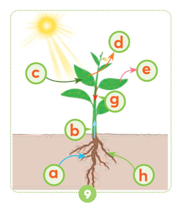 Bài 15: Thực vật cần gì để sống và phát triển Khoa học lớp 4 (Chân trời sáng tạo) (ảnh 3)