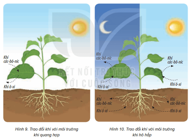 Bài 15: Thực vật cần gì để sống Khoa học lớp 4 (Kết nối tri thức) (ảnh 6)