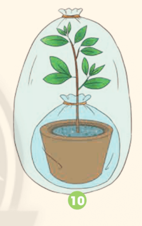 Bài 15: Thực vật cần gì để sống và phát triển Khoa học lớp 4 (Chân trời sáng tạo) (ảnh 2)