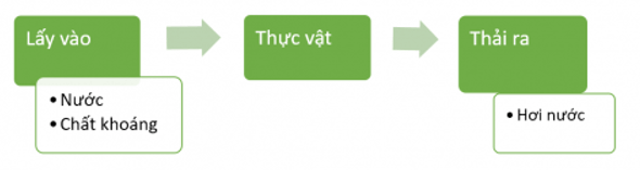 Bài 15: Thực vật cần gì để sống Khoa học lớp 4 (Kết nối tri thức) (ảnh 3)