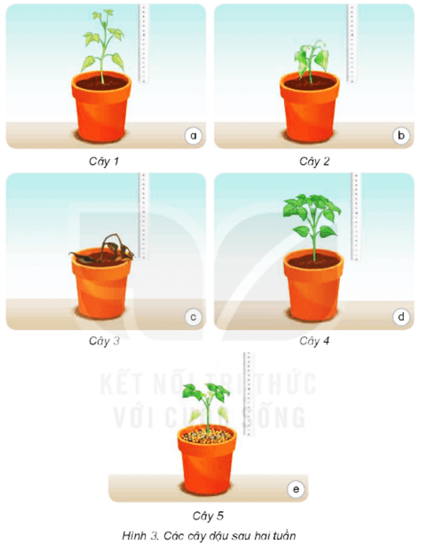 Bài 15: Thực vật cần gì để sống Khoa học lớp 4 (Kết nối tri thức) (ảnh 1)