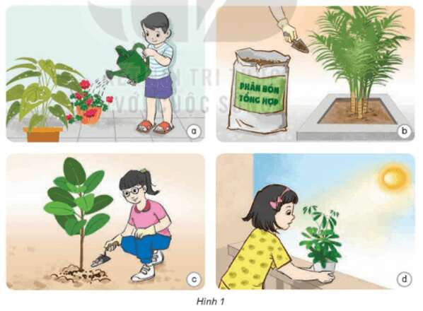Bài 17: Chăm sóc cây trồng, vật nuôi Khoa học lớp 4 (Kết nối tri thức) (ảnh 1)