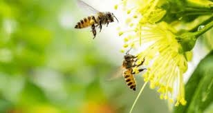 Top 50 mẫu Viết một đoạn văn nêu cảm nghĩ của em về văn bản “Thương nhớ bầy ong” (hay nhất) (ảnh 2)