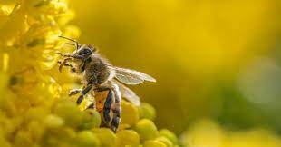Top 50 mẫu Viết một đoạn văn nêu cảm nghĩ của em về văn bản “Thương nhớ bầy ong” (hay nhất) (ảnh 1)