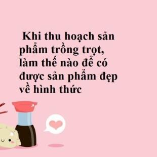 Khi thu hoạch sản phẩm trồng trọt, làm thế nào để có được sản phẩm đẹp về hình thức