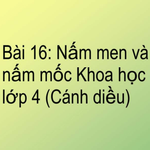 Bài 16: Nấm Men Và Nấm Mốc Khoa Học Lớp 4 (cánh Diều)